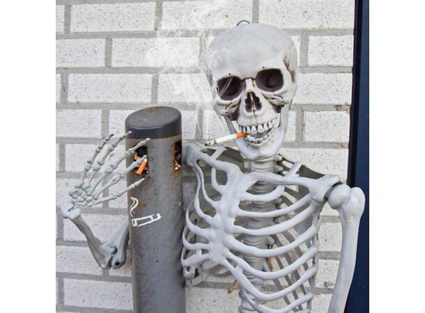Skelett i full storlek - 170 cm Life Size Skeleton 