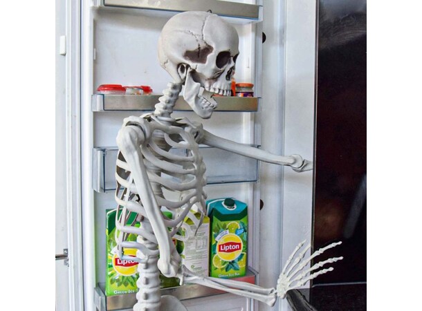 Skelett i full storlek - 170 cm Life Size Skeleton 