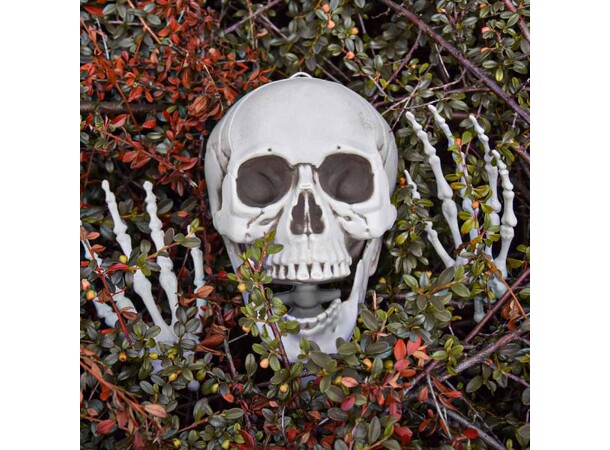 Skelett i full storlek - 170 cm Life Size Skeleton 