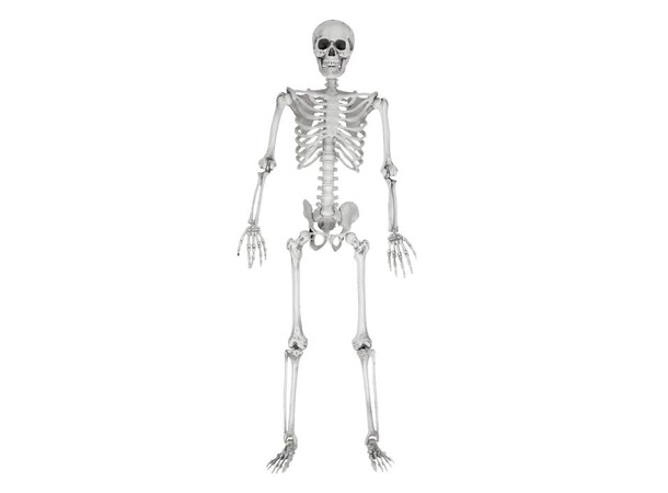 Skelett i full storlek - 170 cm Life Size Skeleton 