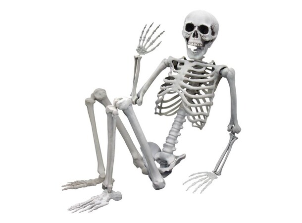 Skelett i full storlek - 170 cm Life Size Skeleton 