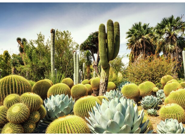 Huntington Desert Garden 1000 bitar Pussel - Ravensburger Puzzle 